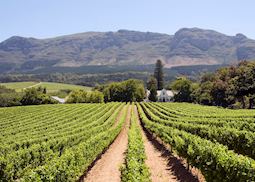 Vineyard in Paarl