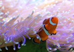Clownfish in the Whitsundays