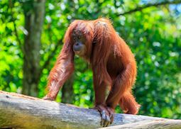 Orangutan in Deramakot Forest Reserve