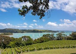 Vineyard on Waiheke Island