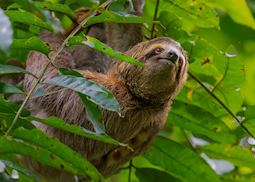 Sloth in Manuel Antonio National Park