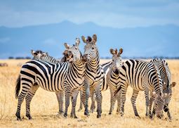 Zebras in Tarangire National Park