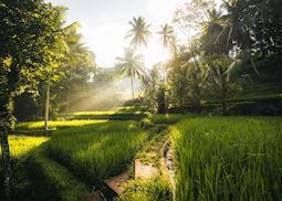 Tegallalang rice terraces, Ubud