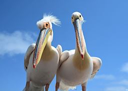 Pelicans, Walvis Bay