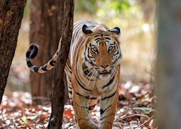 Tiger, Bandhavgarh National Park