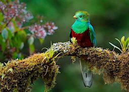 Resplendent quetzal in the Verapaces