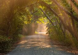Road through a forest in Costa Rica