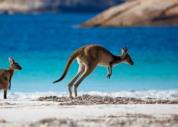 Kangaroos at Lucky Bay, Cape Le Grand National Park