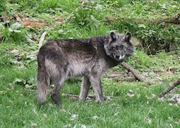 Wolf at the wolf centre, Haliburton Forest