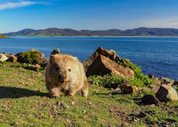 Wombat on Maria Island, Tasmania