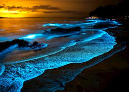 Bioluminescence