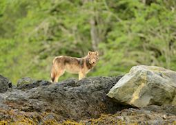 Wolf on Vancouver Island