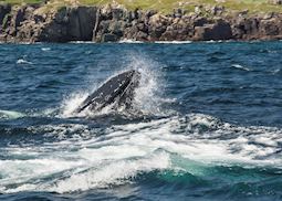 Humpback whale, Trinity Bay