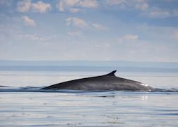 Fin whale, St. Lawrence River