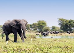 Liwonde National Park