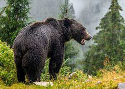 Brown bear, Vancouver Island