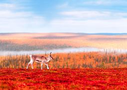 Reindeer in Saariselkä