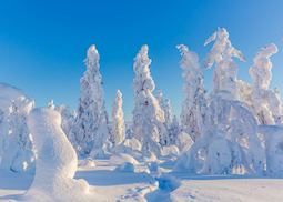 Snow-covered fir trees, Finnish Lapland