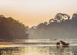 Capybara, Amazon Basin