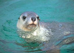 Sealion at Baird Bay, Eyre Peninsula