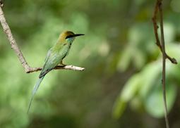 Bee-eater in the Yala National Park