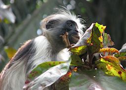 Kirk's red colobus monkey, Jozani Forest Tour