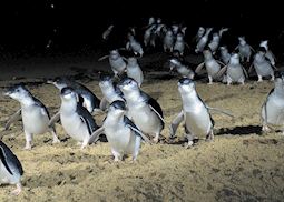 Penguin Parade, Phillip Island, Australia
