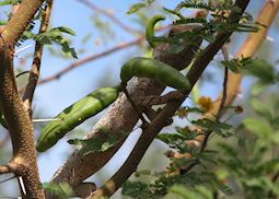 Chameleon near Joffreville, Madagascar