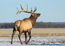 Bull Elk in Manitoba