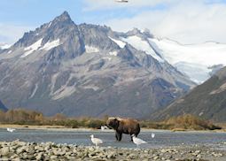 Grizzly Bear in Katmai National Park