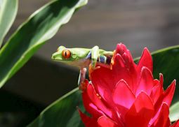 Red-eyed tree frog, Costa Rica