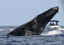 Whale watching, Ile Sainte Marie, Madagascar