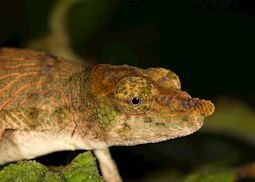 Chameleon, Andasibe-Mantadia National Park, Madagascar