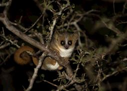 Mouse lemur, Madagascar