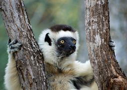 Sifaka, Berenty Private Reserve, Madagascar