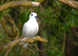 Bird Island