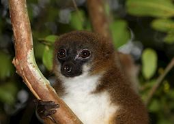 Red-bellied lemur, Ranomafana National Park, Madagascar