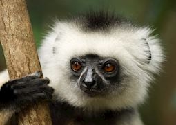 diademed sifaka, Andasibe-Mantadia National Park, Madagascar