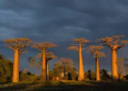 Is Madagascar Worth Visiting In 2024? Complete Guide & Best Things To Do •  Life of Y