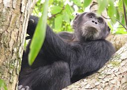 Chimpanzee, Mahale Mountains National Park