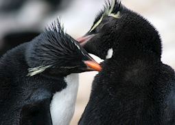 Rockhopper penguins, Saunders Island, The Falkland Islands
