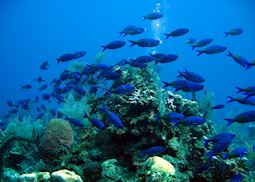 Sea life, Placencia