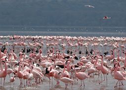 Lesser flamingos on Lake Nakuru
