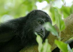 Howler monkey, Belize