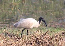 Black-headed Ibis, Bharatpur, India