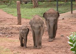 Uda Walawe Elephant Transit Centre