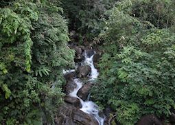 Jungles at Sinharaja, Sri Lanka