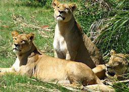 Lions, Duba Concession, Botswana