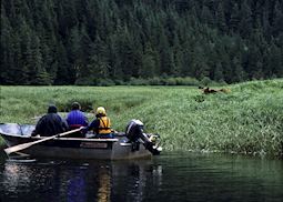 Quietly stalking grizzly bears at Great Bear Lodge