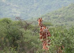 Giraffe, Il Ngwesi Group Ranch